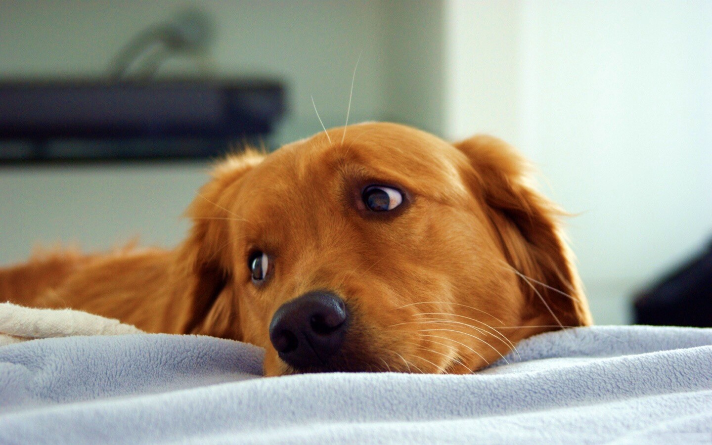 Лабрадор-ретривер обои