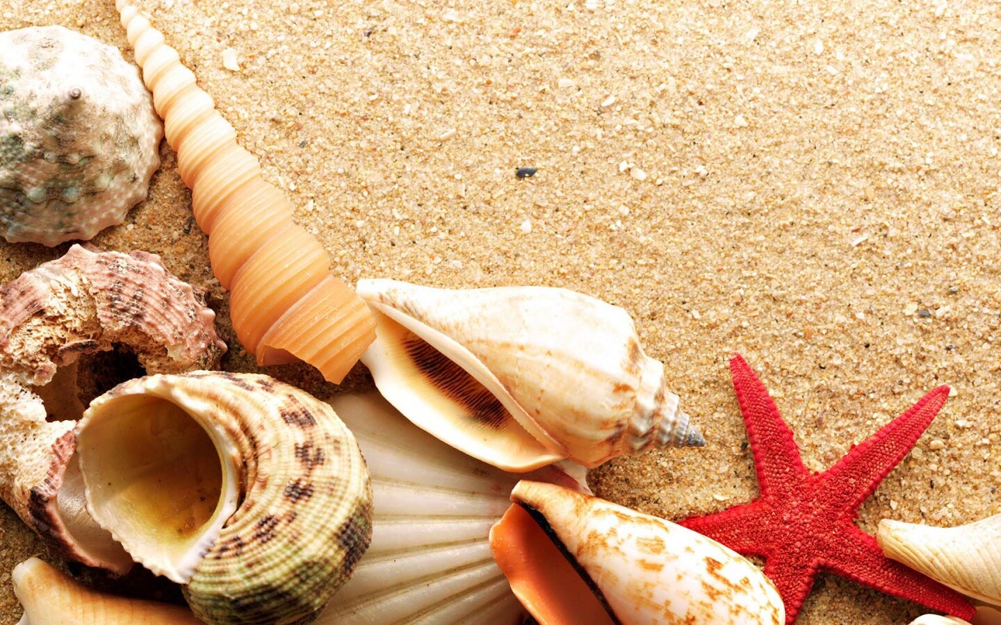 Морские раковины и звезды обои