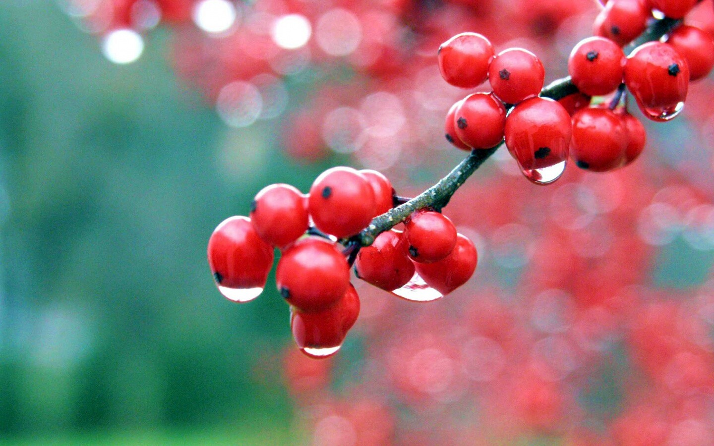 Капли росы на ягодах рябины обои