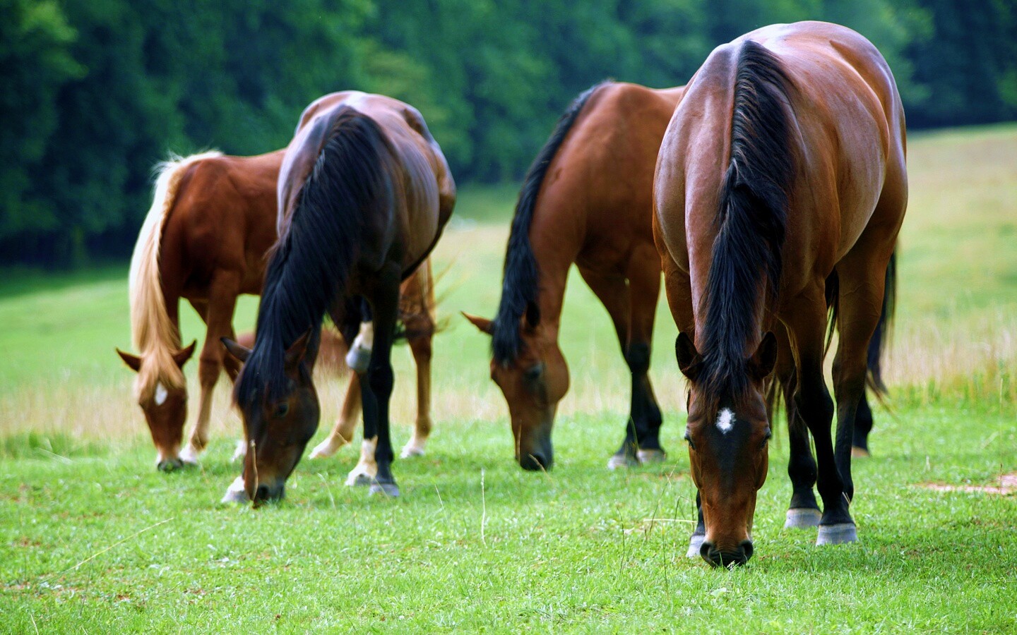 Время пощипать травку обои