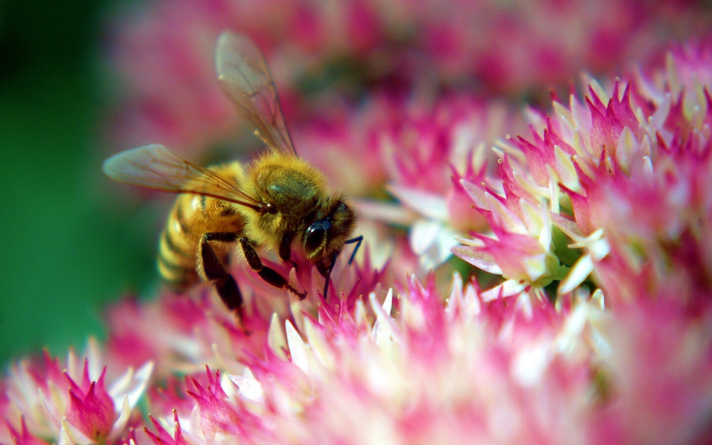 Пчела собирает пыльцу обои