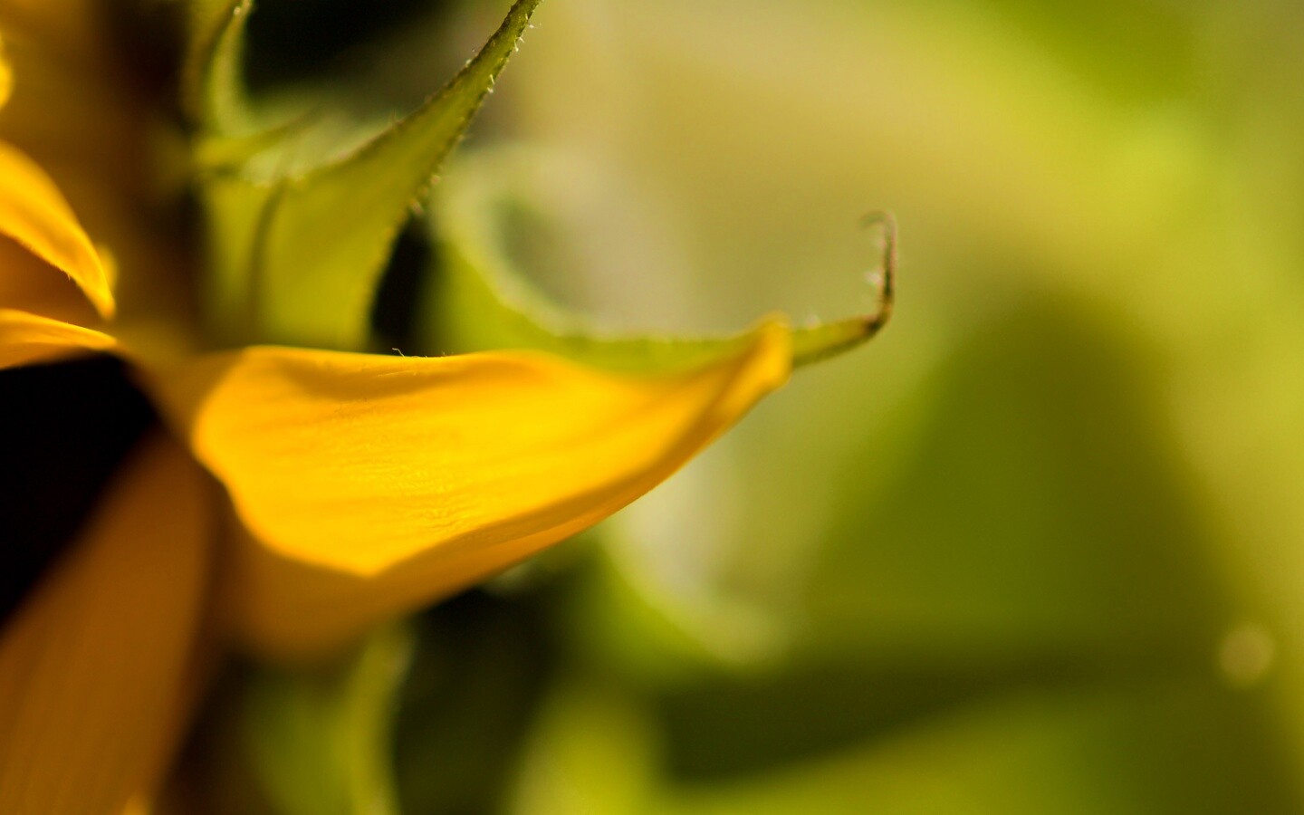 Солнечный цветок обои