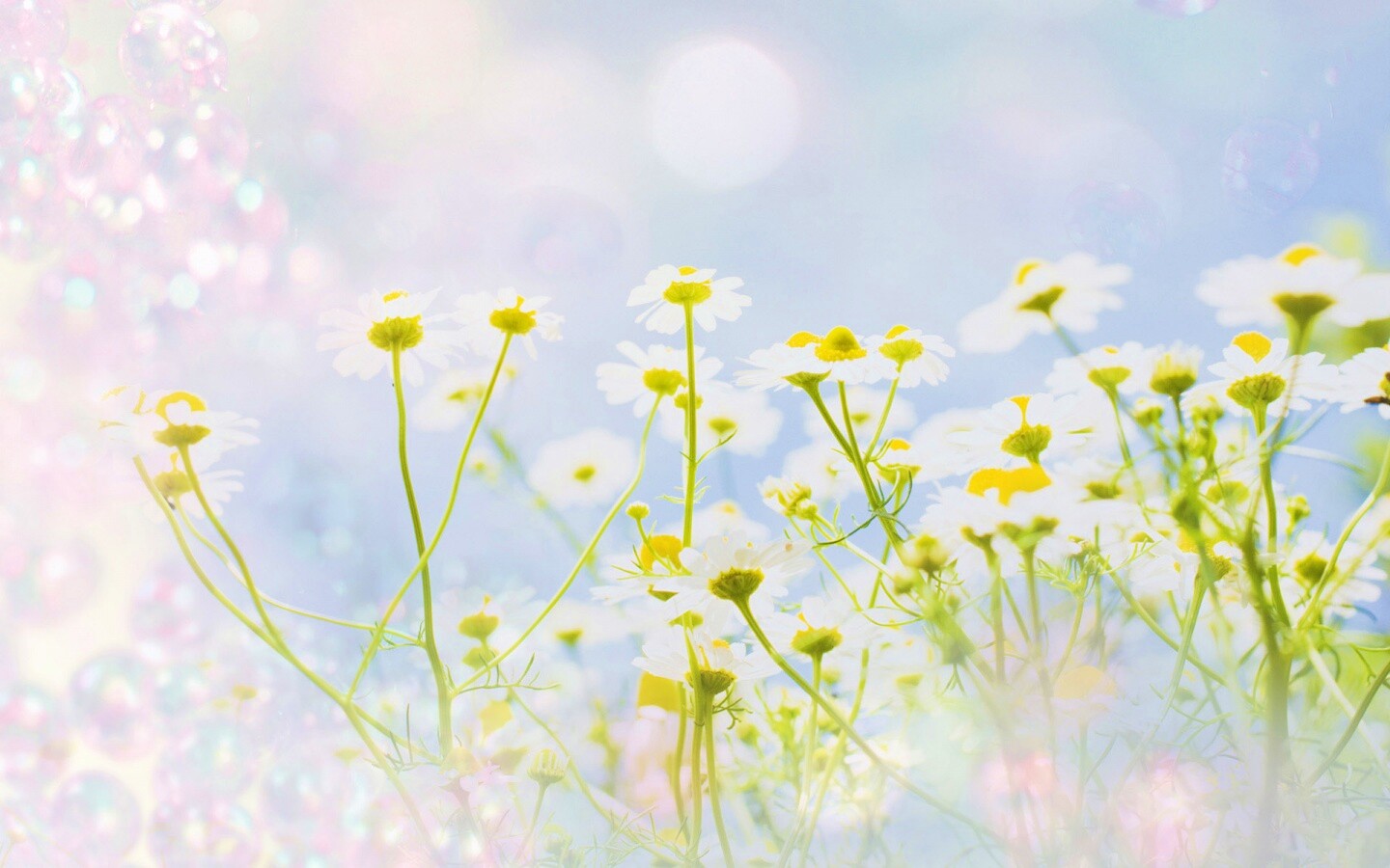 Цветочное лето обои