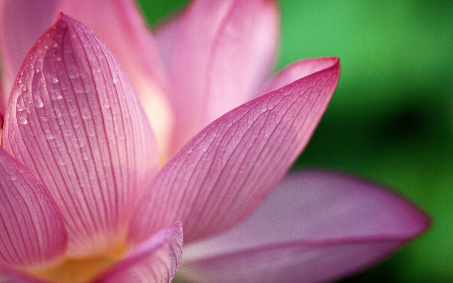 Лепестки цветов обои