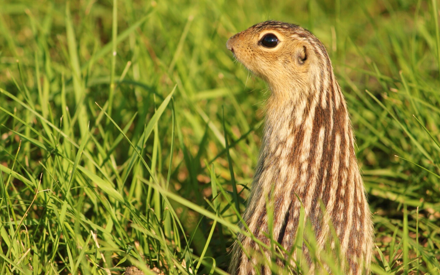Сурок в стойке обои
