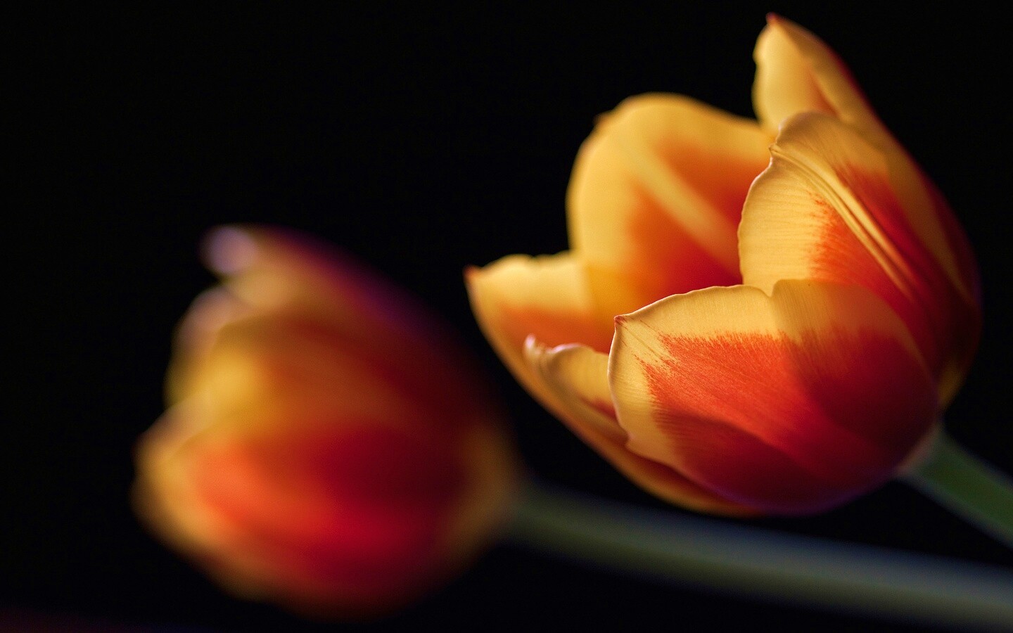 Тюльпаны в темноте обои