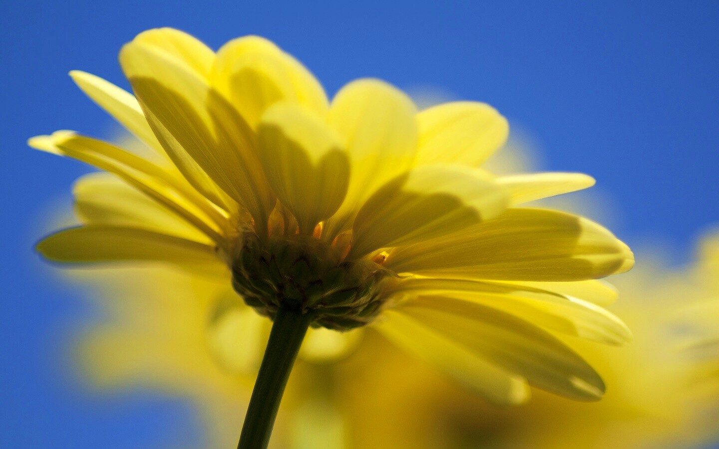 Макро-фото желтого цветка обои