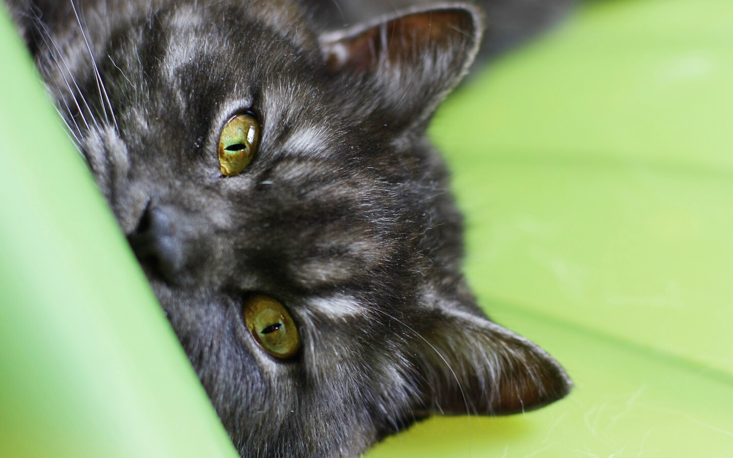 Глаза и уши обои