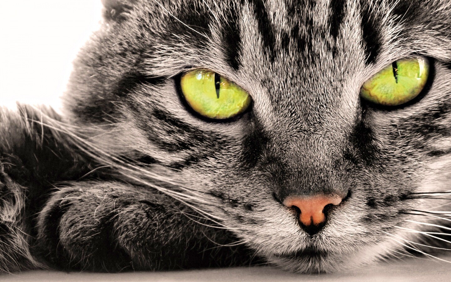 Пристальный кошачий взгляд обои