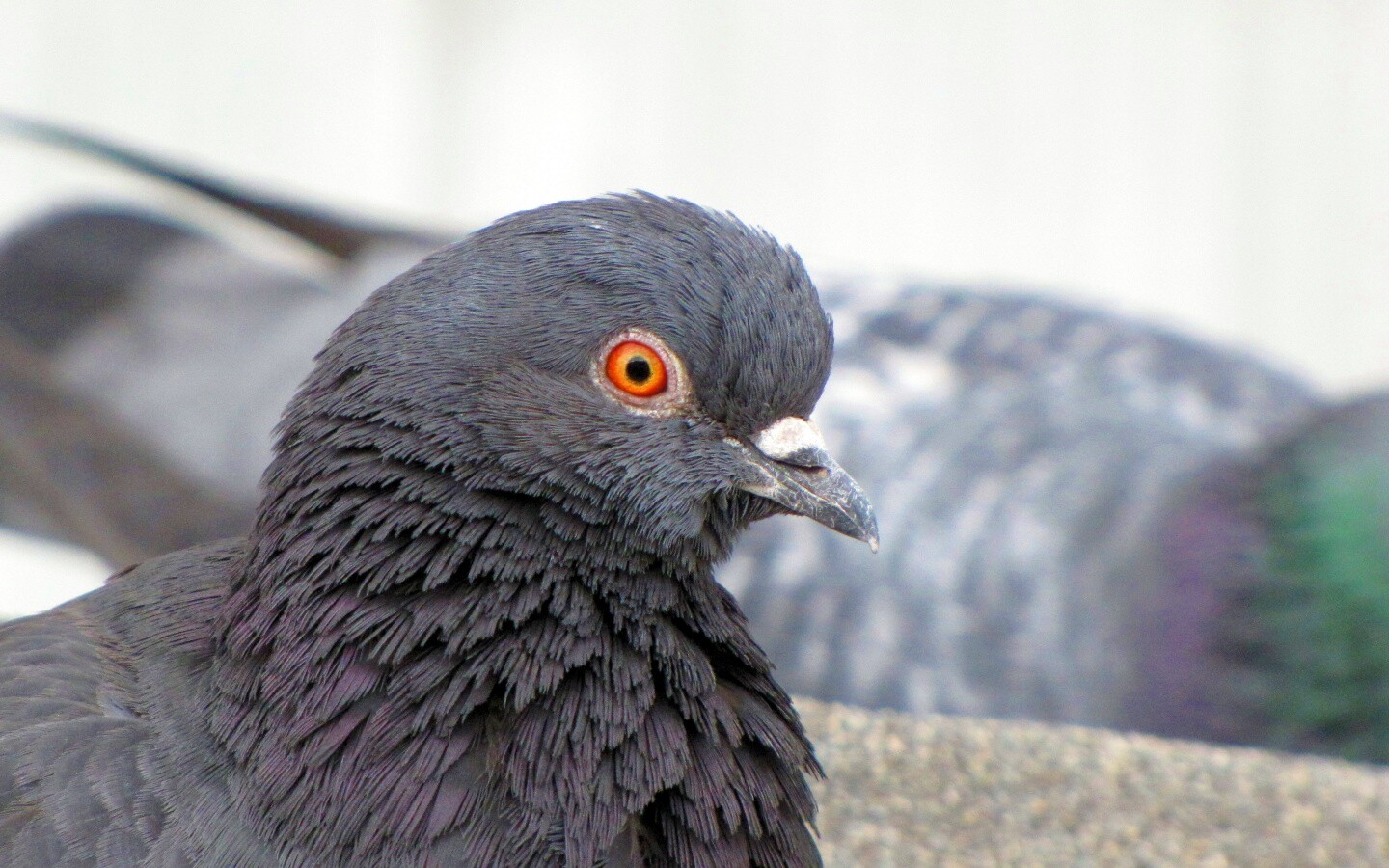 Смотрит в самую душу обои