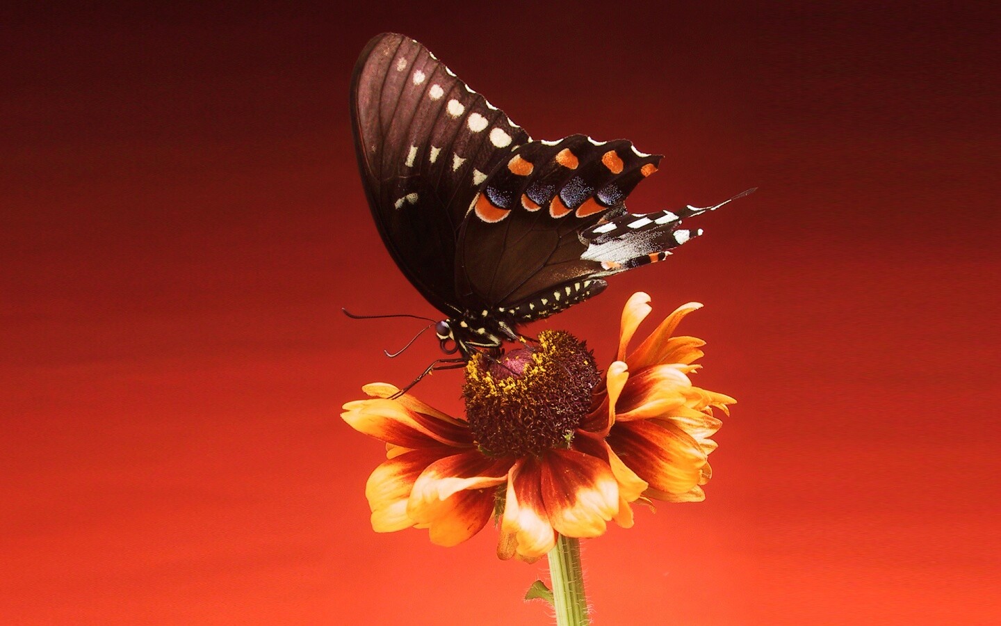Бабочка на цветке обои