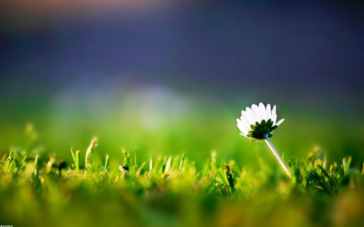 Цветок на траве обои