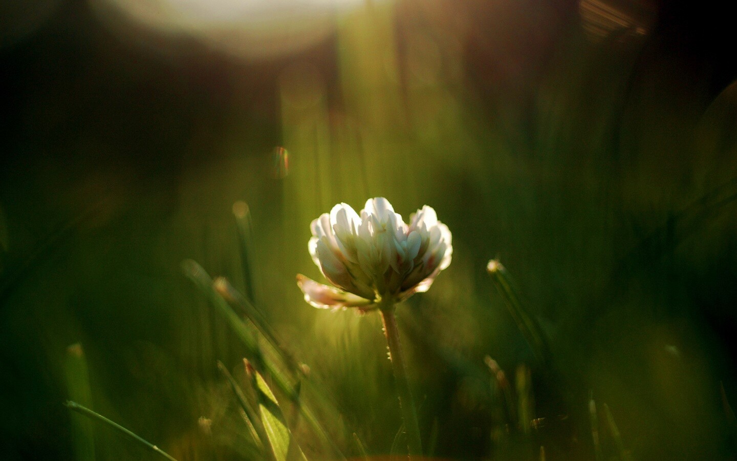 Белый клевер обои