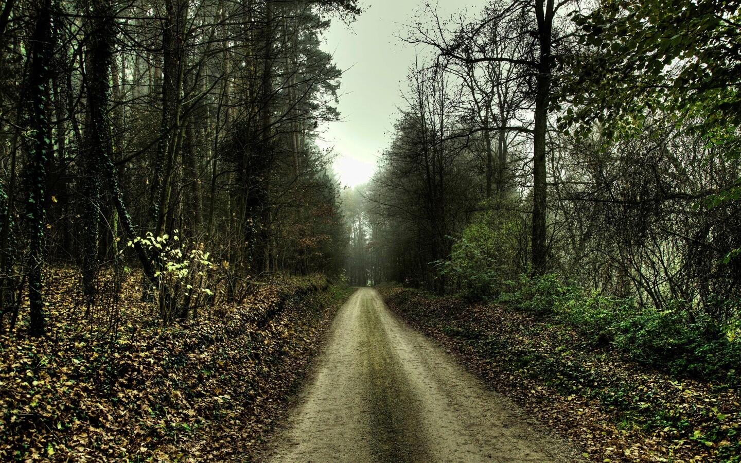 Дорога через лес обои