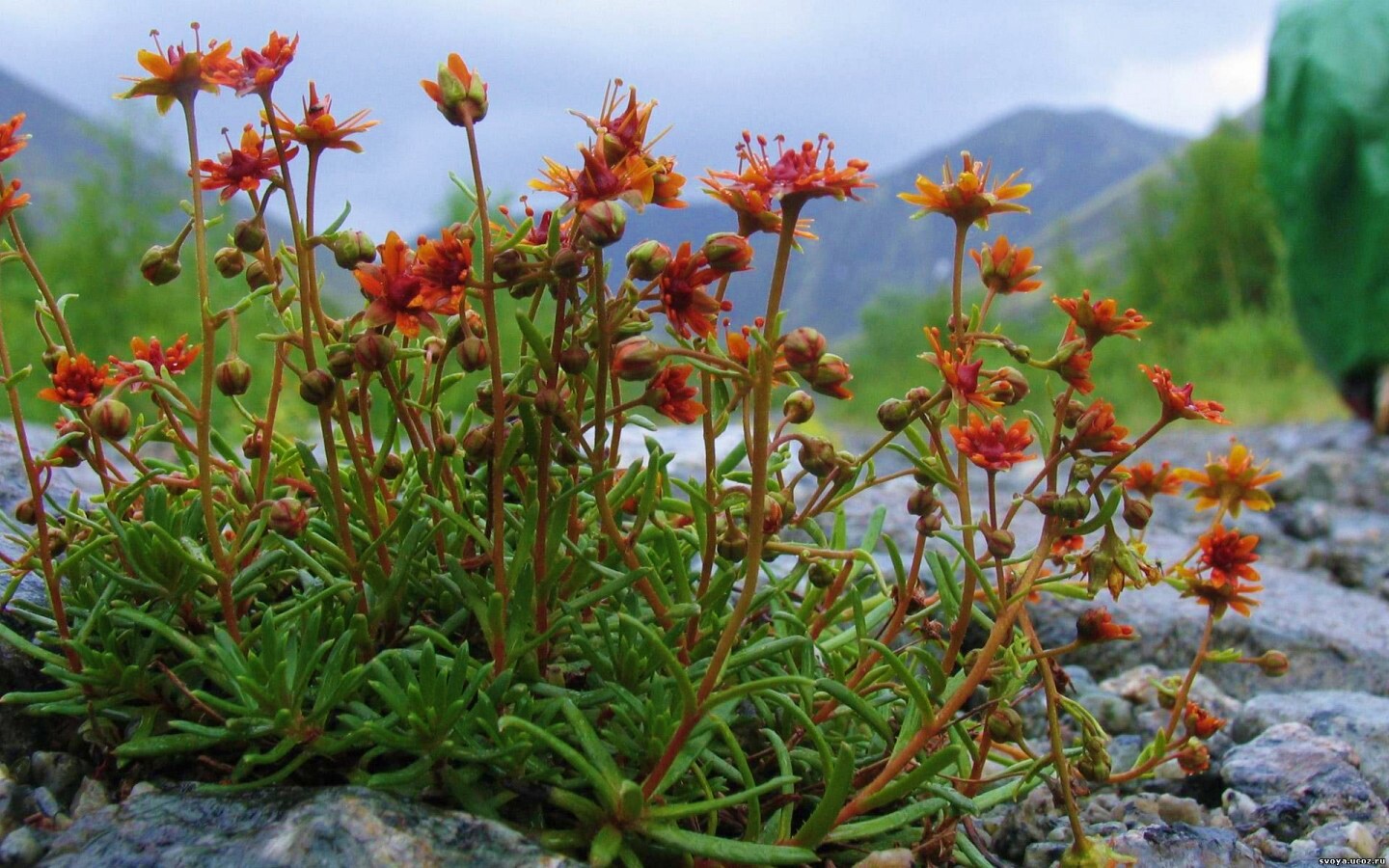 Горные цветы обои