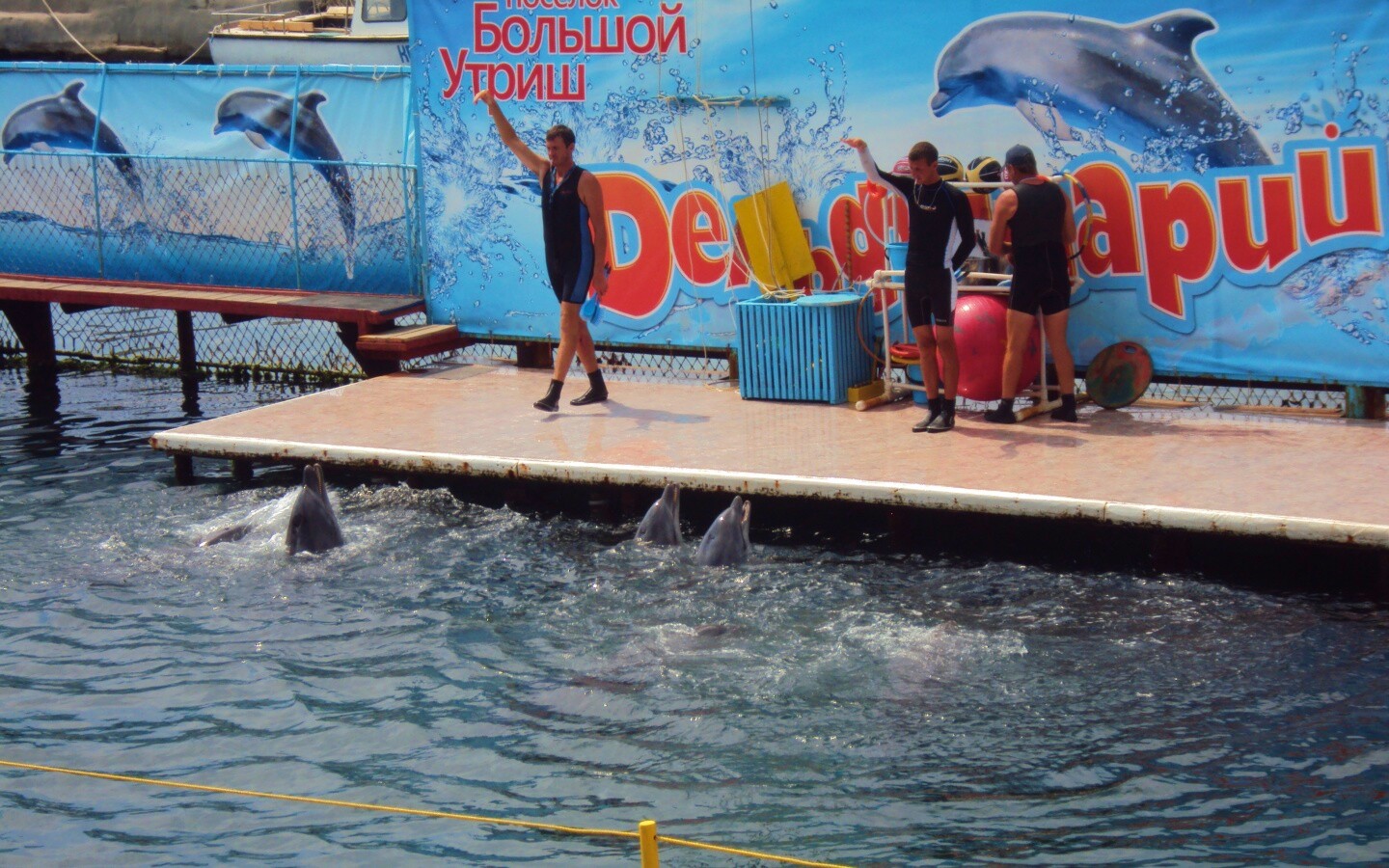 Утро в дельфинарии обои