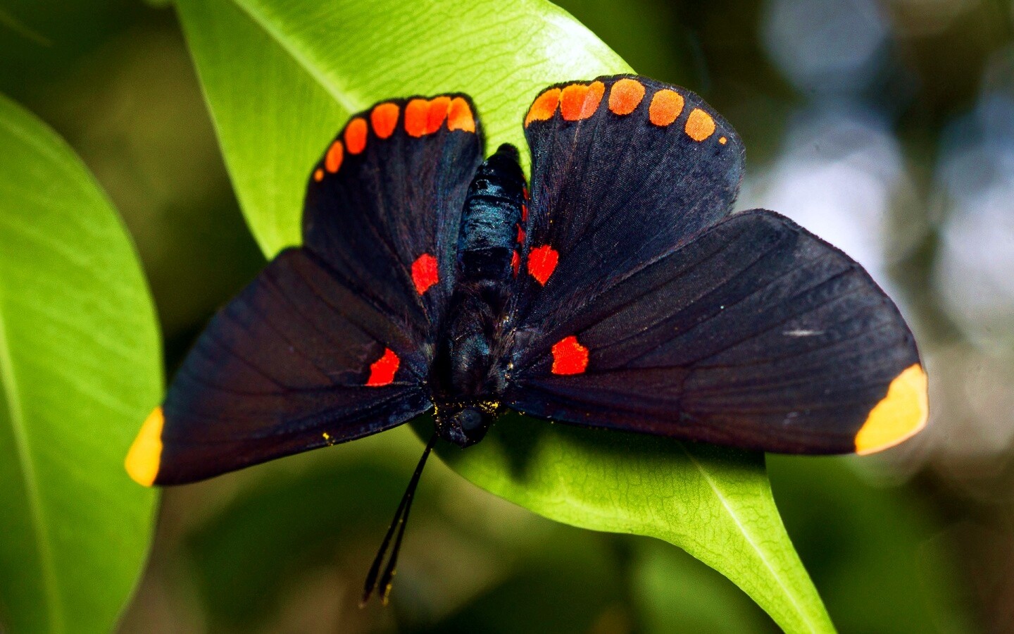 Бабочка на листе обои