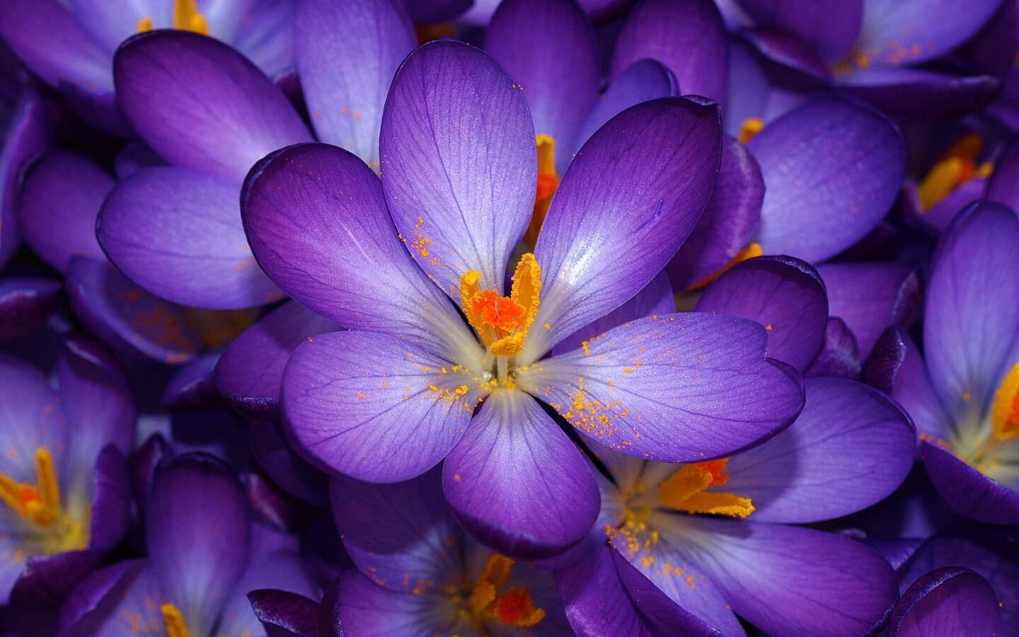 Сиреневый цветок обои