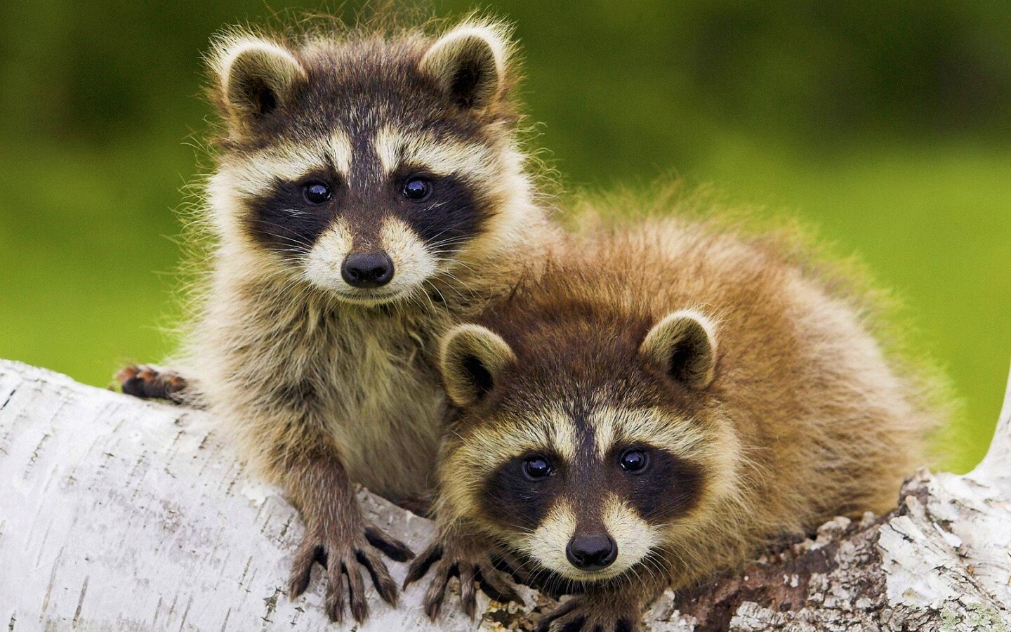 Полосатики обои