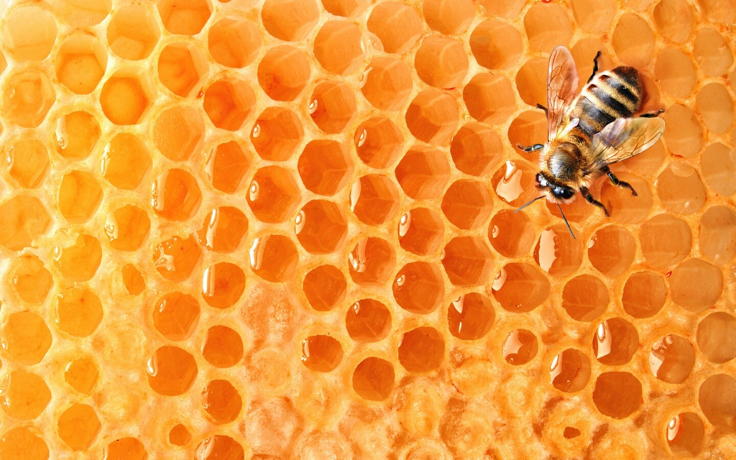Пчела на сотах с медом обои