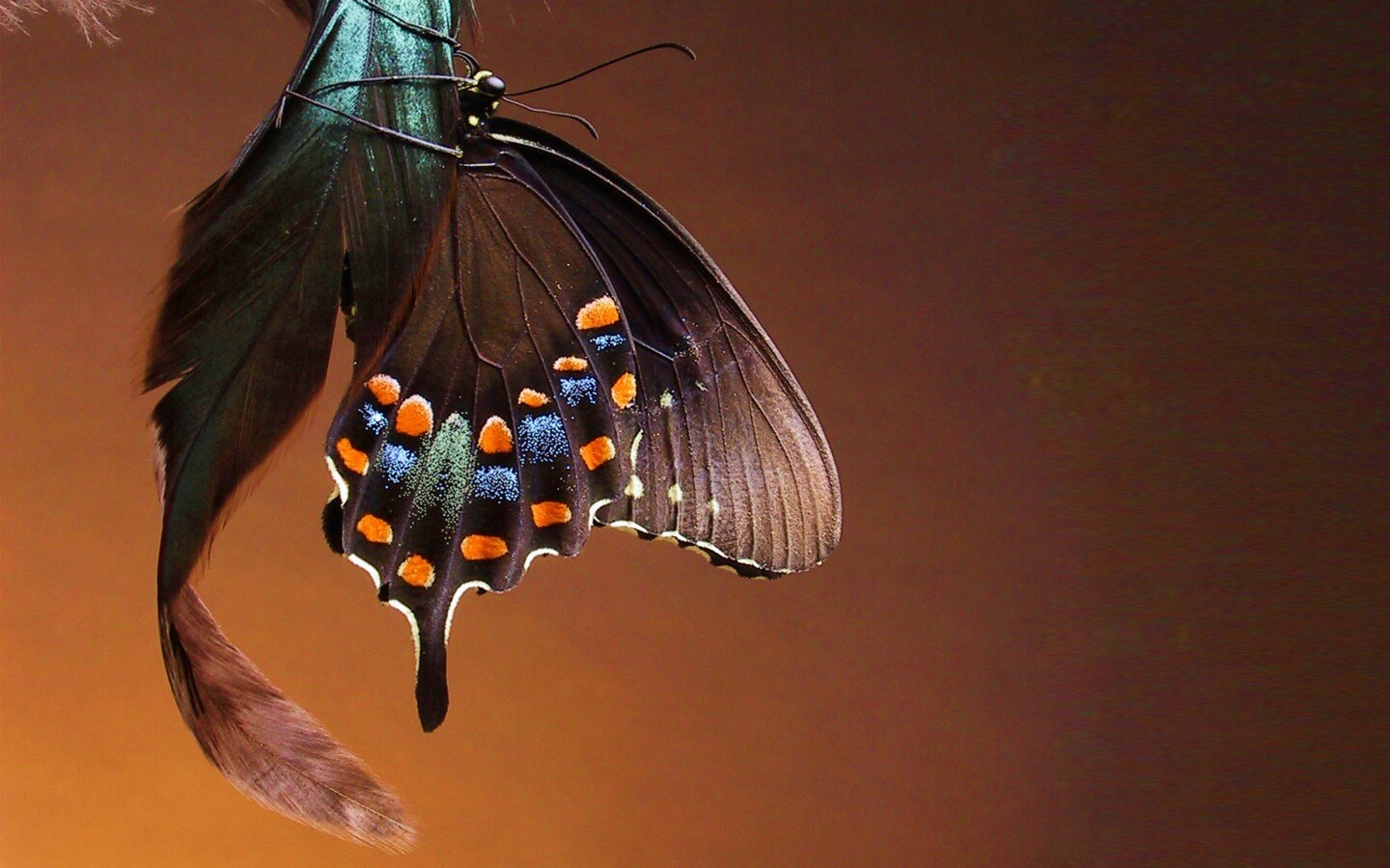 Красивая бабочка обои
