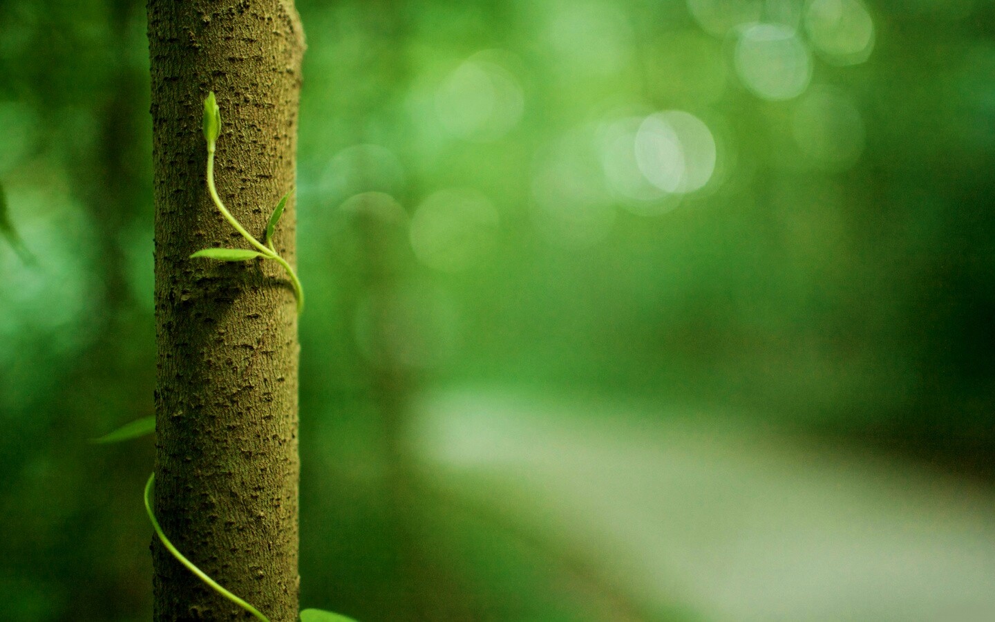 Стебелек на стволе деревца обои