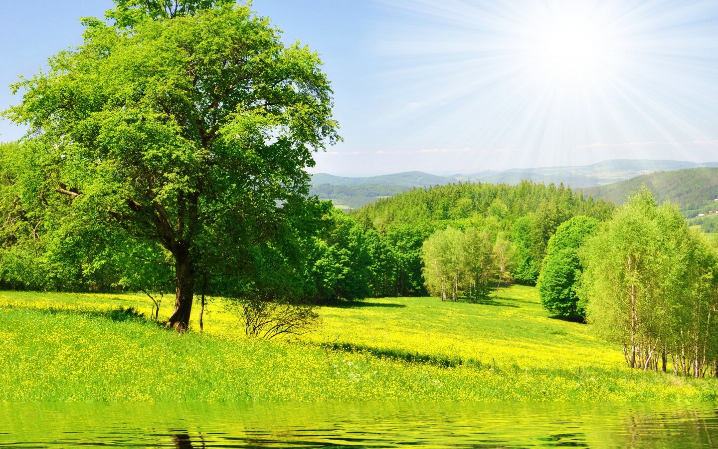 Дерево у воды обои