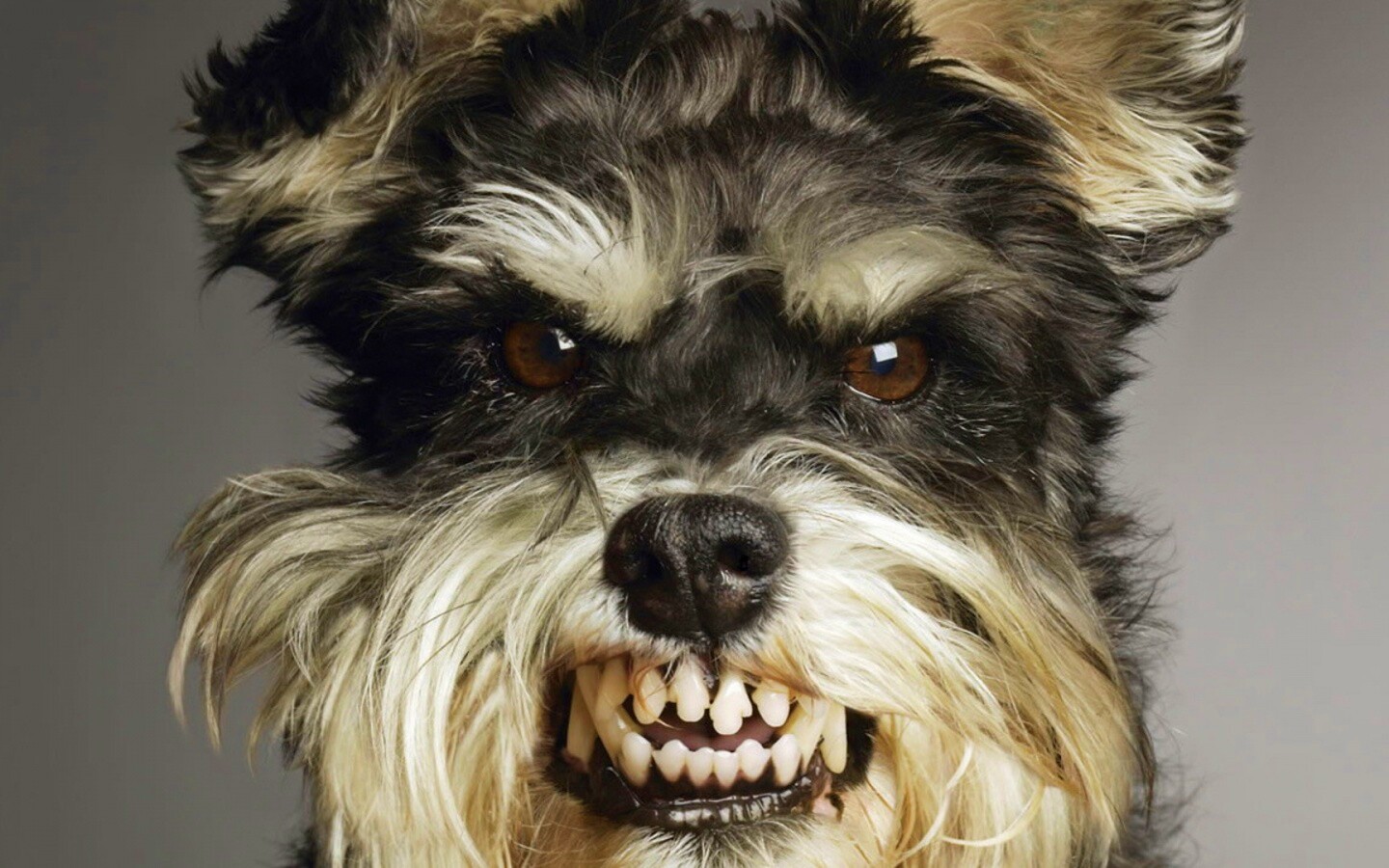 Терьер вне себя обои