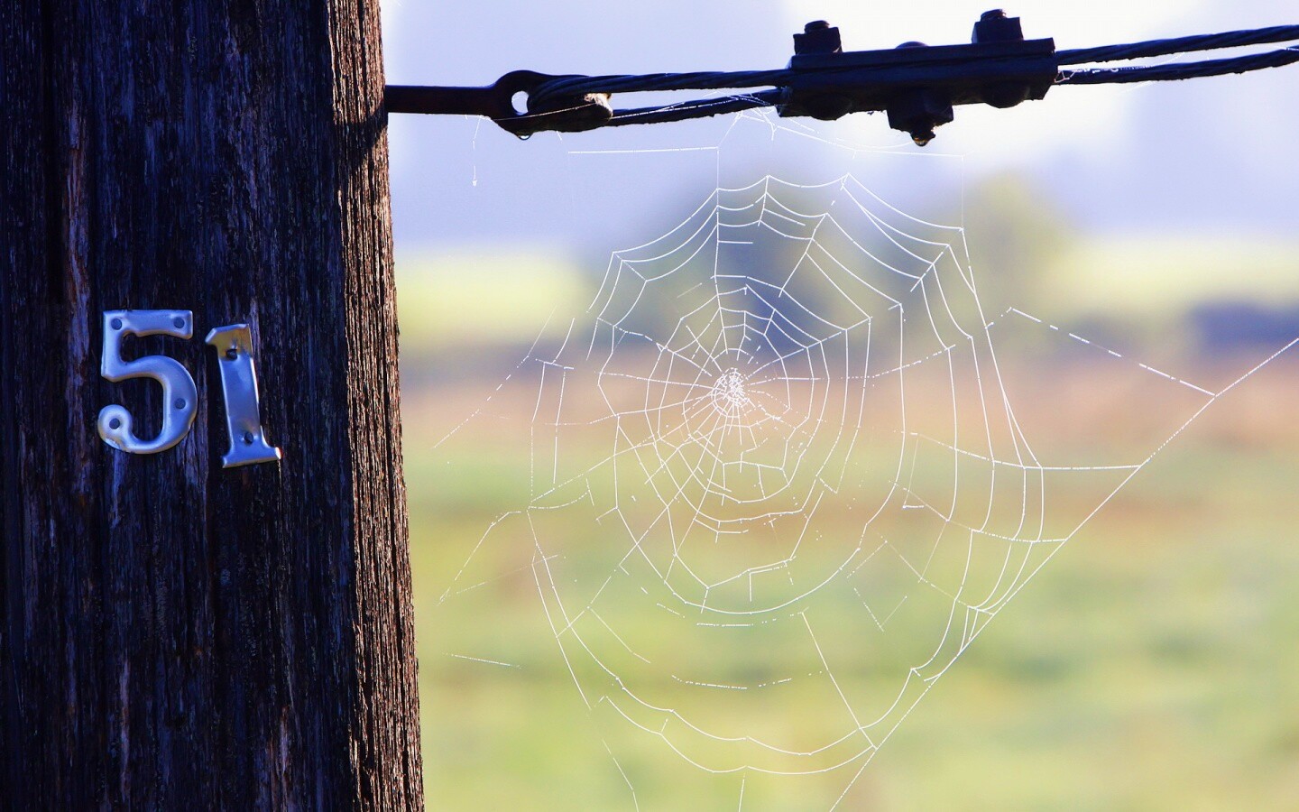 Паутина 51 обои