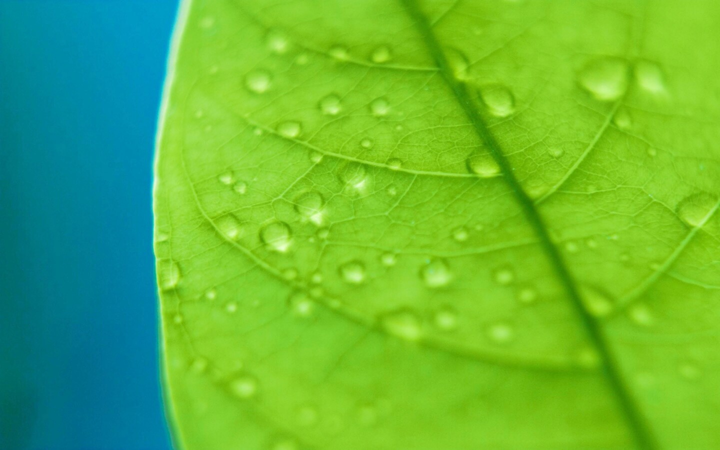 Зеленый листик в макро обои