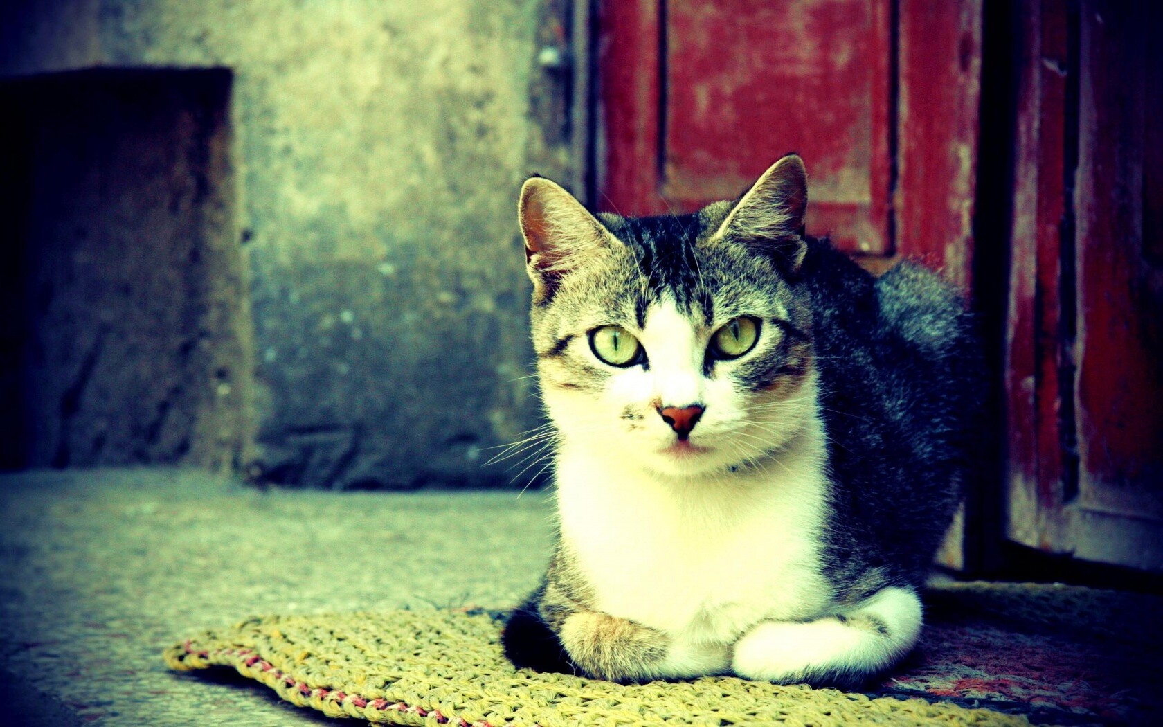 Кошечка на подстилке обои