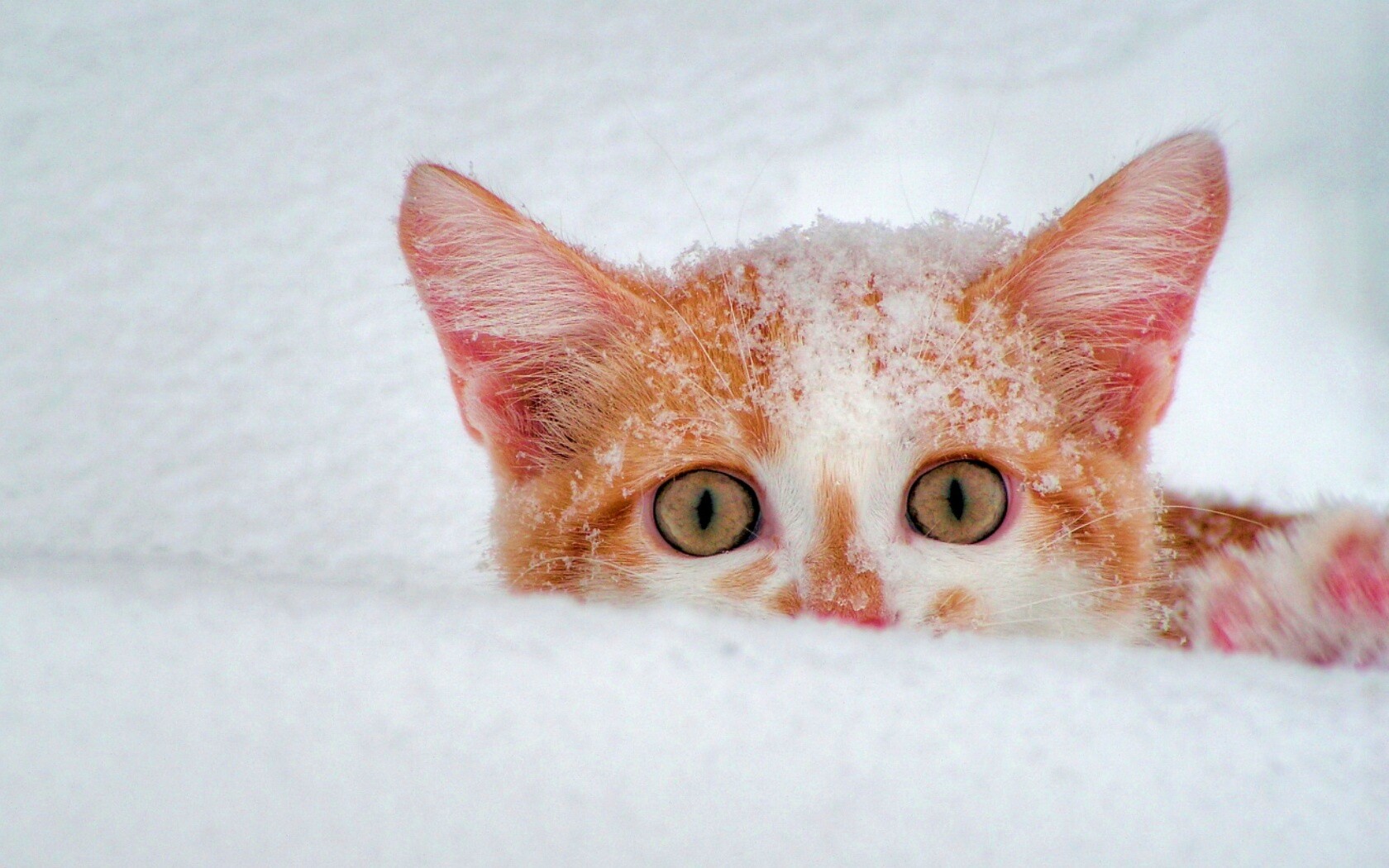 Рыжий котёнок в снегу обои
