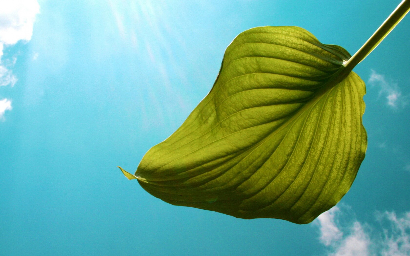 Листик тянется к солнцу обои