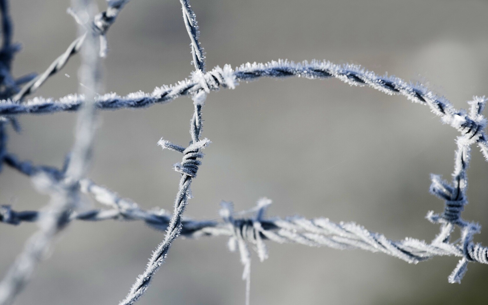Замерзшая колючая проволока обои