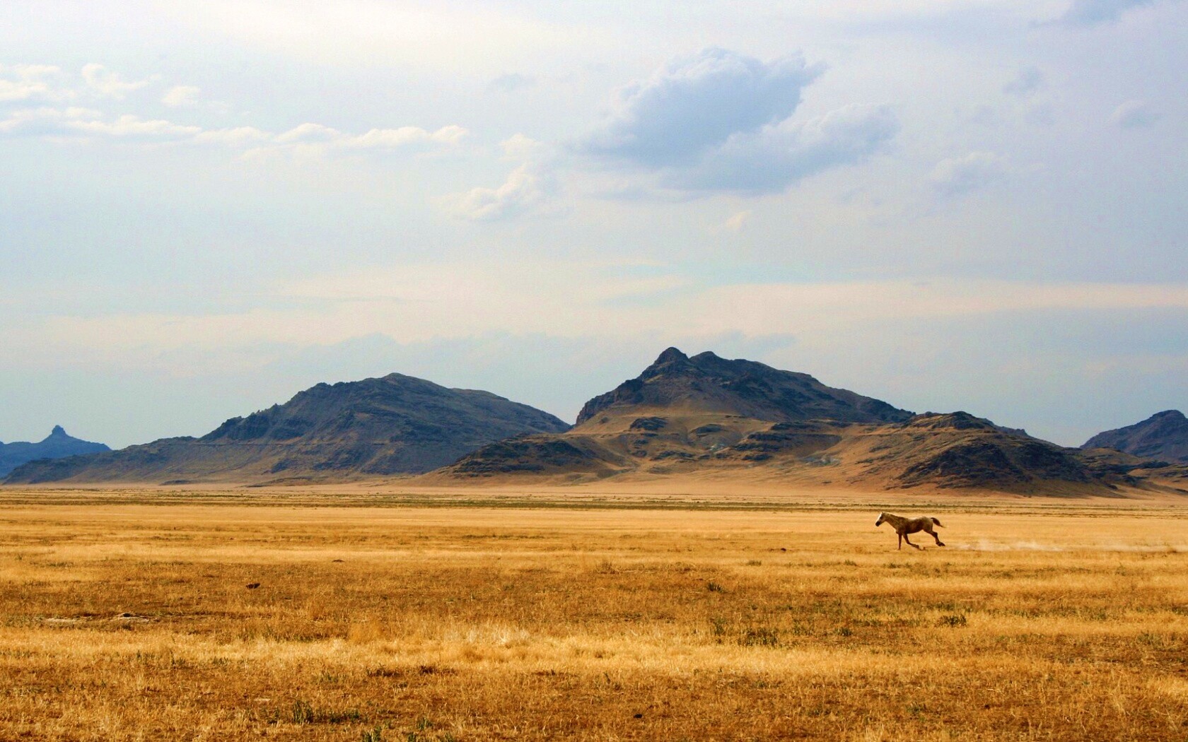 Мустанг в прериях обои