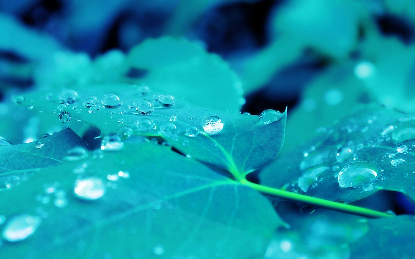 Синеватый лист обои