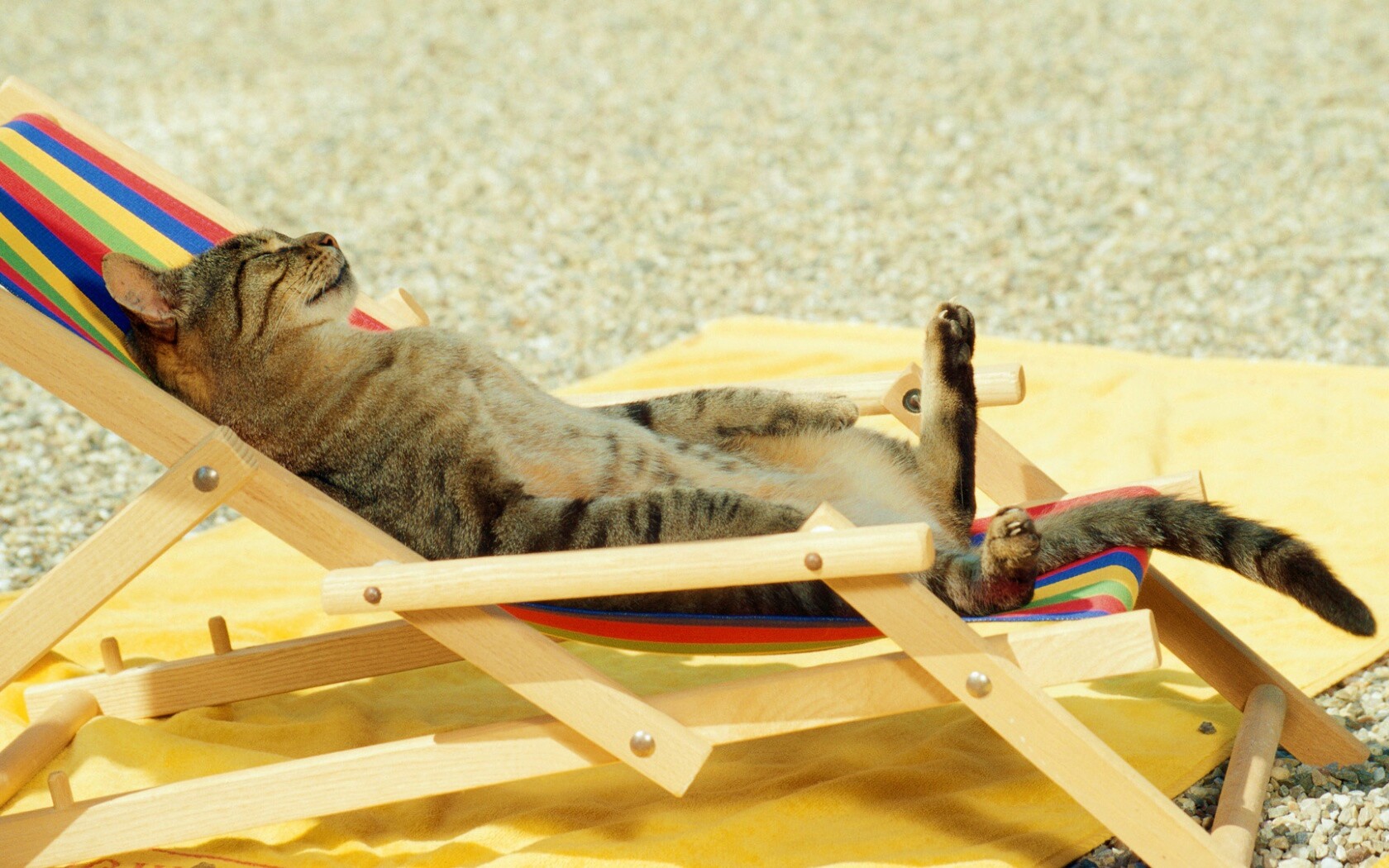 Кот в отпуске обои