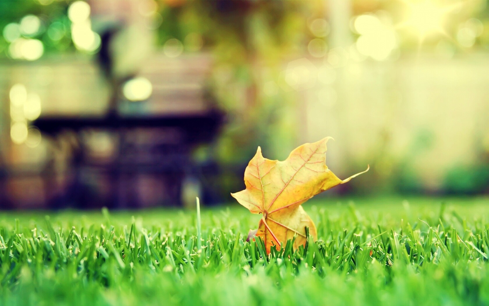 Зеленый лист на траве обои