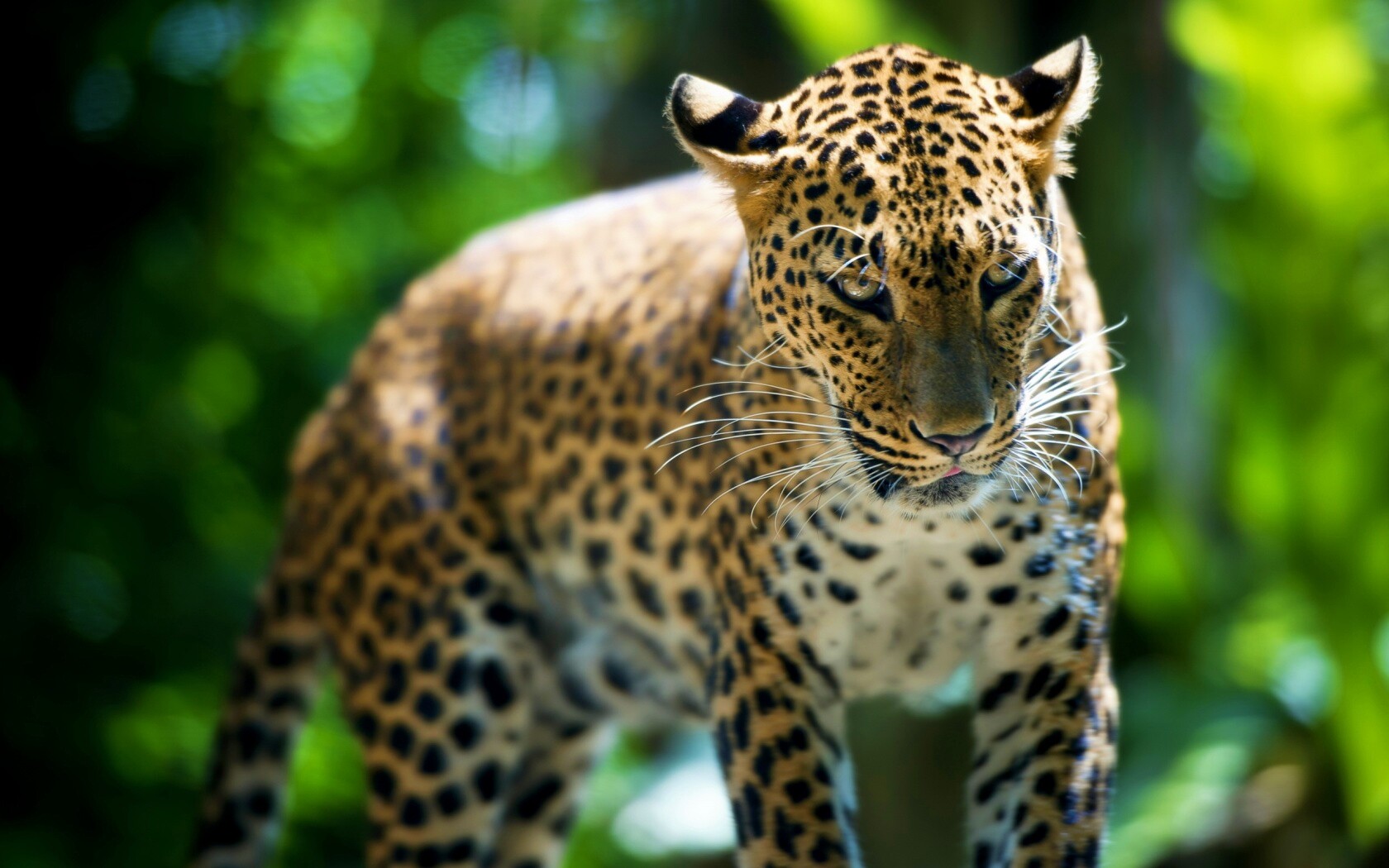 Леопард в сингапурском зоопарке обои