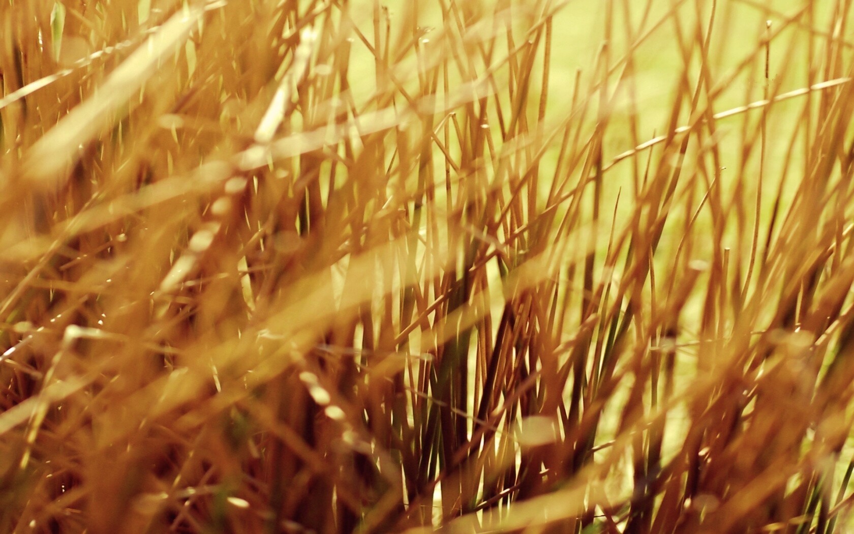 Высохшие травяные стебли обои