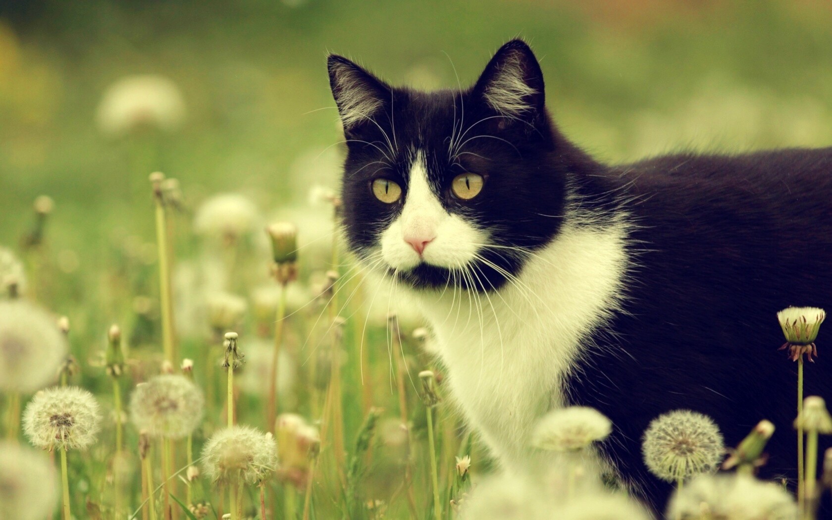 Кот в одуванчиках обои