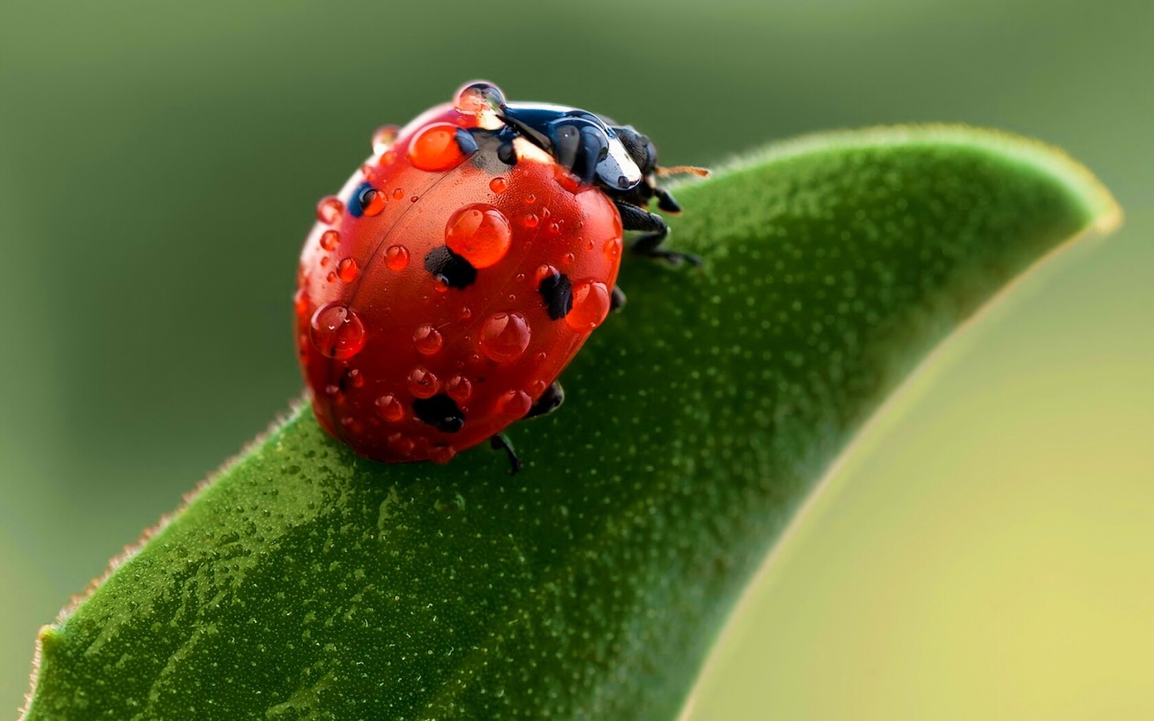 Божья коровка в макро обои