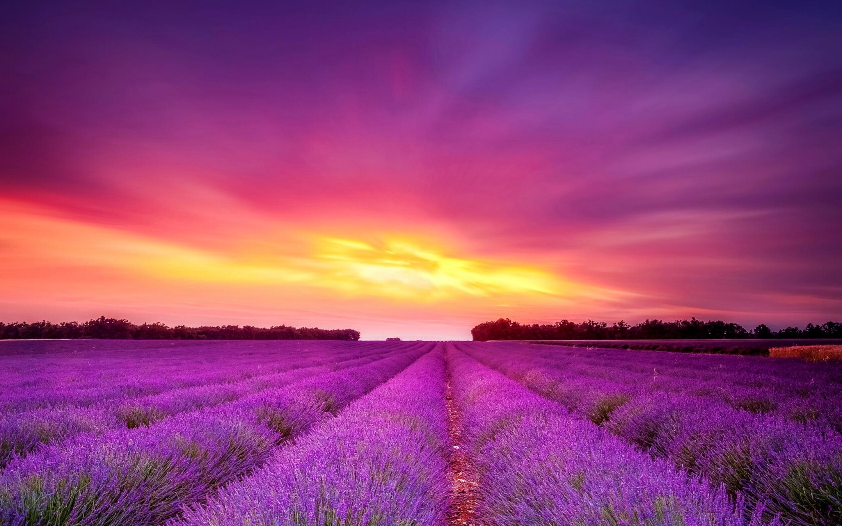 Поле фиолетовых цветов на закате обои