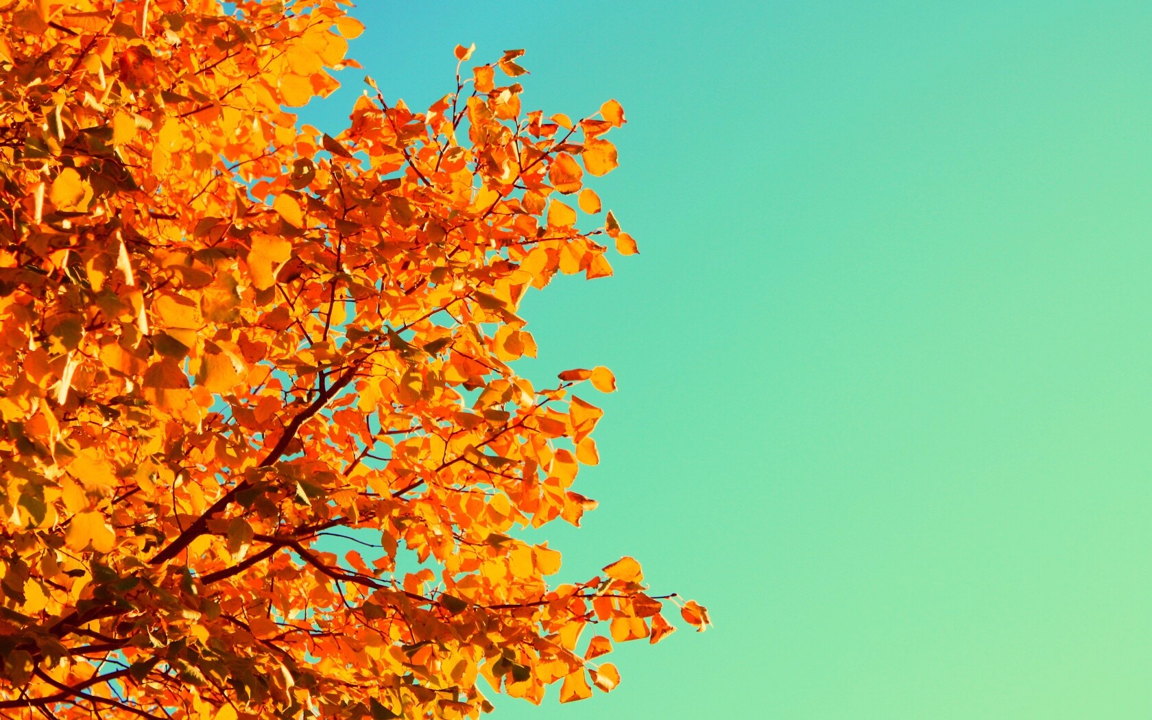 Ветви с пожелтевшими листьями на фоне неба обои