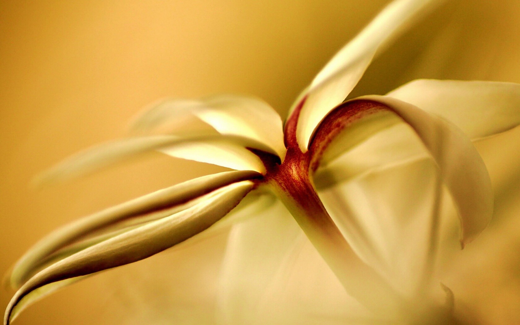 Цветок обои