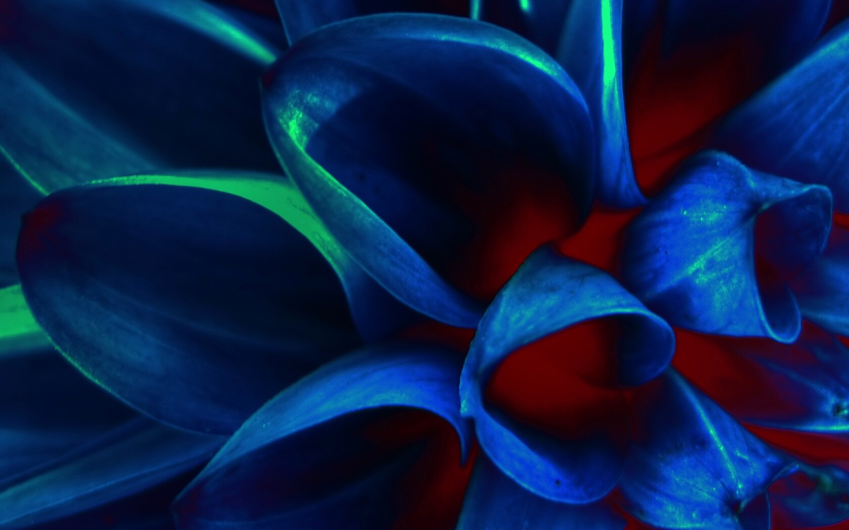 Лепестки обои