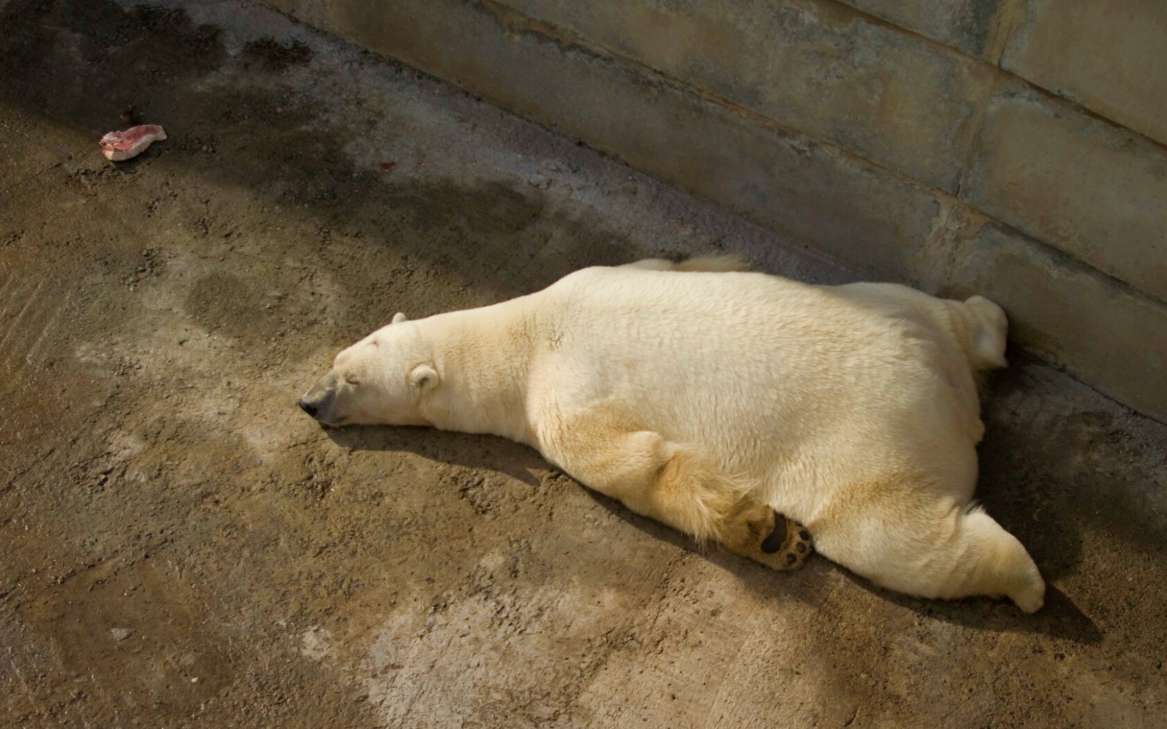 Мы можем их спасти обои