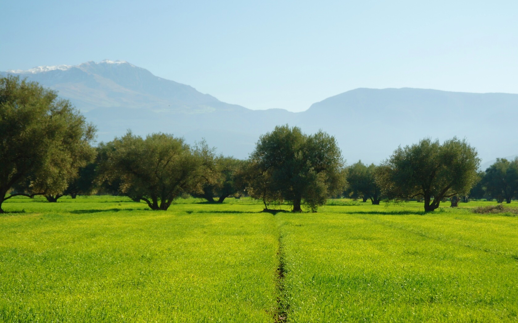 Зеленое поле обои