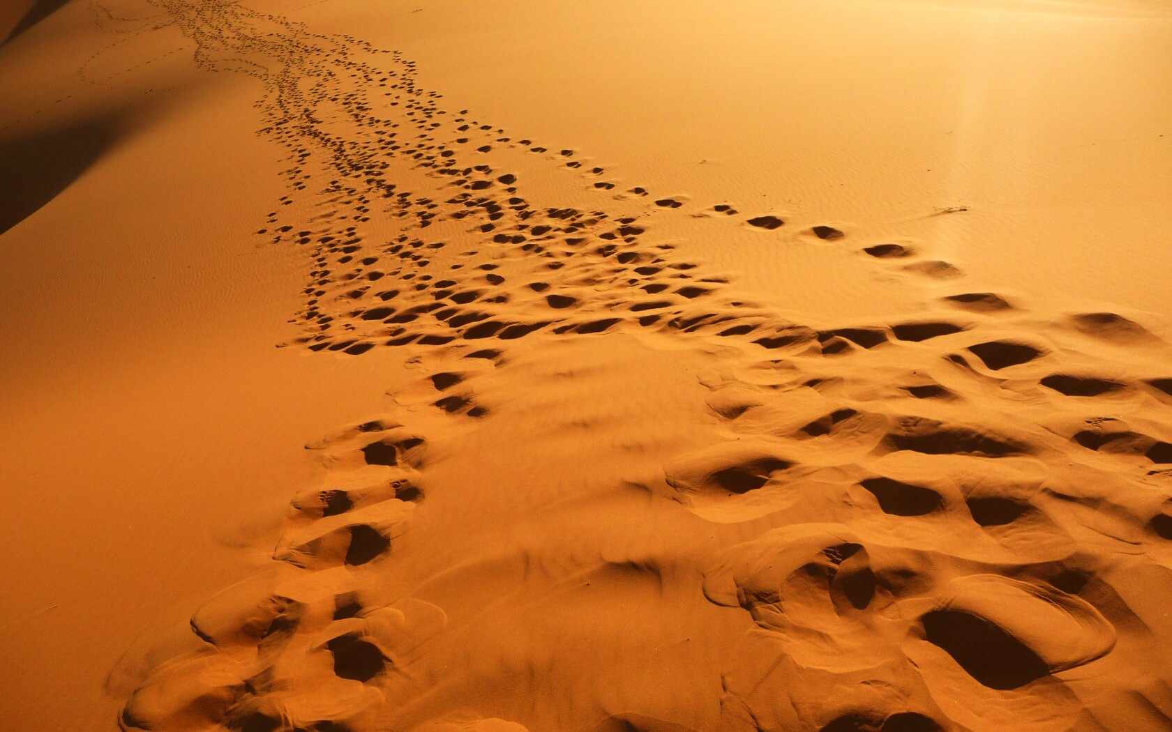 Следы в пустыне обои