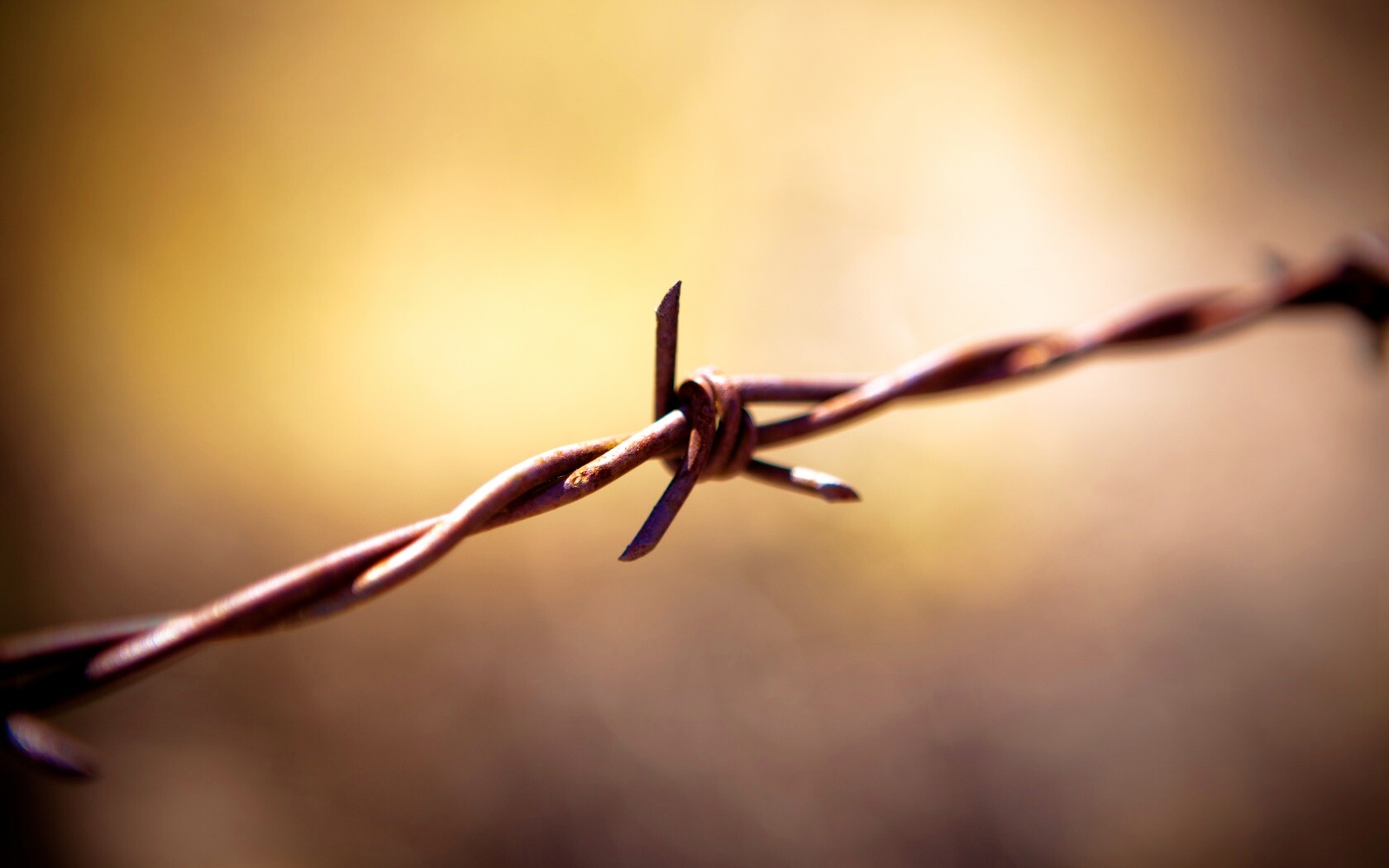 Фото колючей проволоки обои